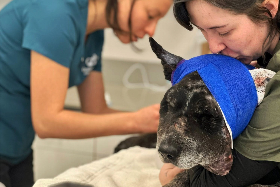 Elderly dog fights off huge bear to save his humans and their farm animals: "Our little savior"