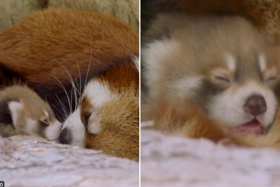 San Diego Zoo announced the happy baby news with an adorable clip on social media.