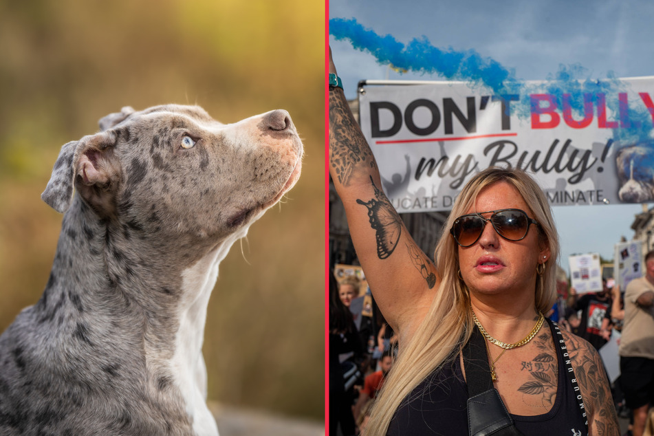 Are American XL bullies dangerous and should they be banned?