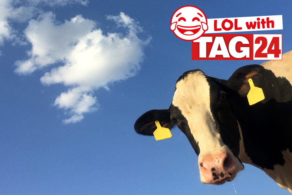 Today's Joke of the Day is moo-ving the funnies along.