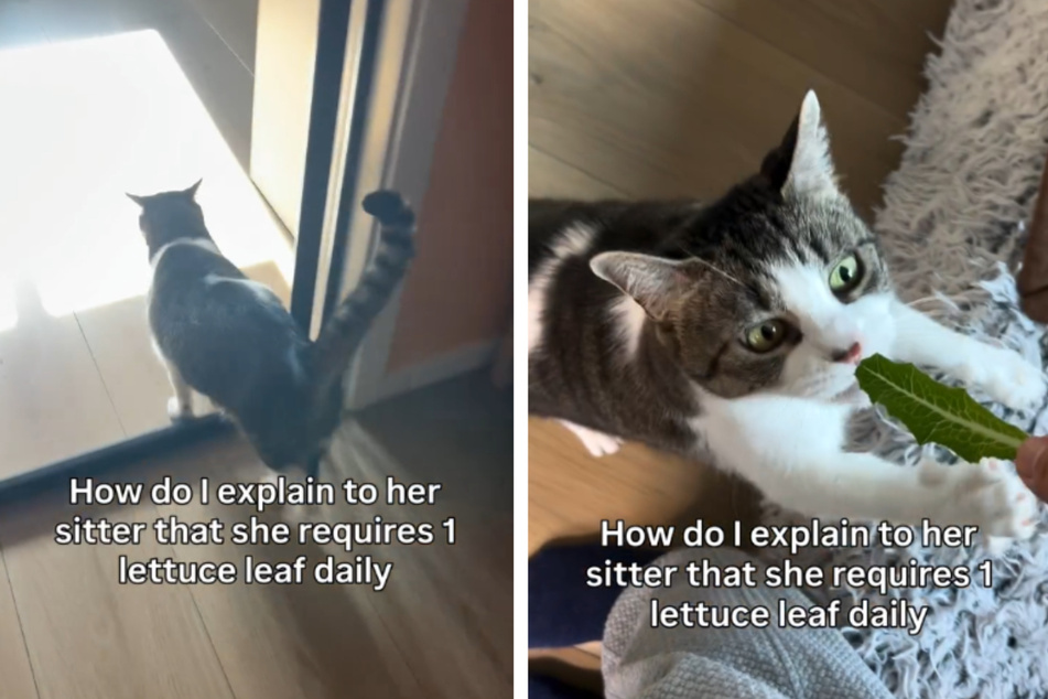 Nothing tastes as good as lettuce.