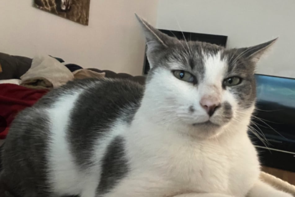 Woman thinks her cat doesn't like her – until he makes this grand gesture!