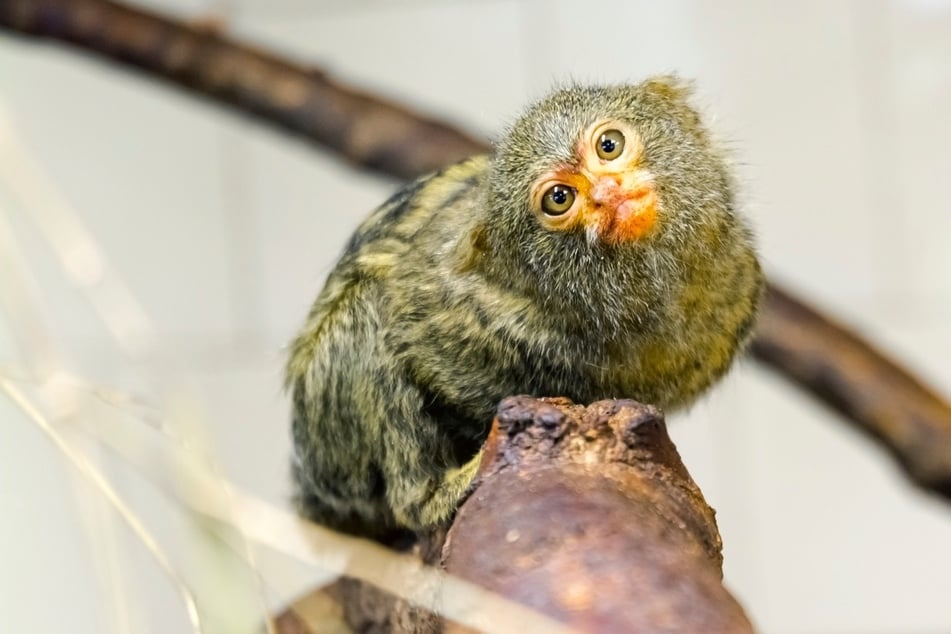 The smallest monkey in the world is the pygmy marmoset.