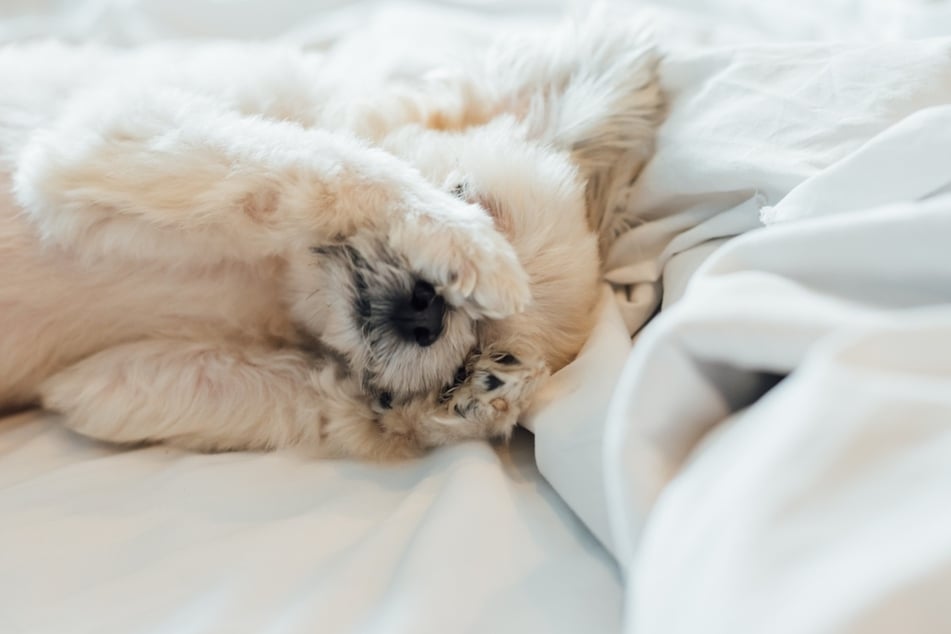 Make sure to have a feeding schedule for your dog, based entirely on its personal needs.