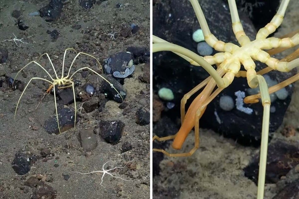 In the icy South Atlantic, researchers have photographed a fascinating-looking creature at a depth of over a mile.