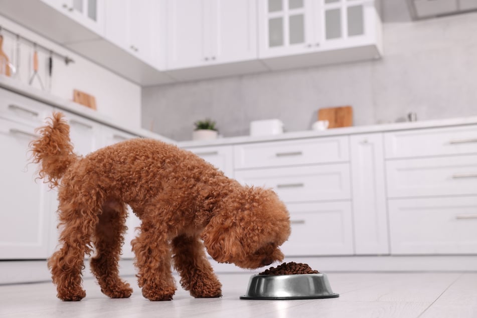 Dogs should be fed far less than they usually are.