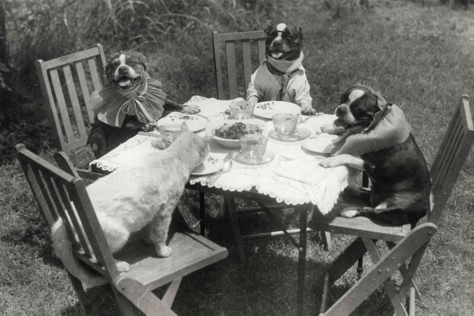 No matter whether you like cats and dogs, you can't deny their extraordinary history.
