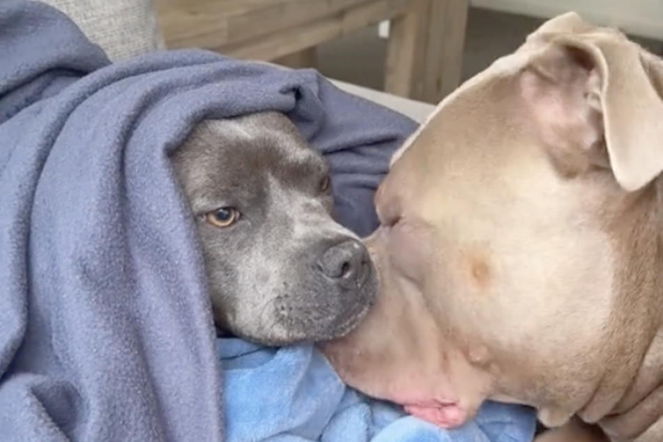 Tukie's caring nature is celebrated in the comments section, especially because the Pit Bull dog breed is often believed to be dangerous.