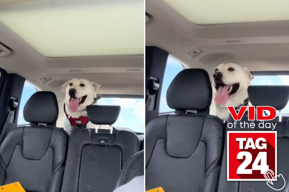 Noodle said he's a Zara Larsson fan, and he has the moves to prove it in today's Viral Video of the Day!