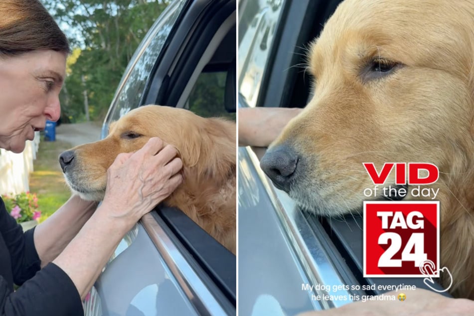 Viral Video of the Day for September 11, 2025: Dog's heartbreaking goodbye to grandma has TikTok in tears