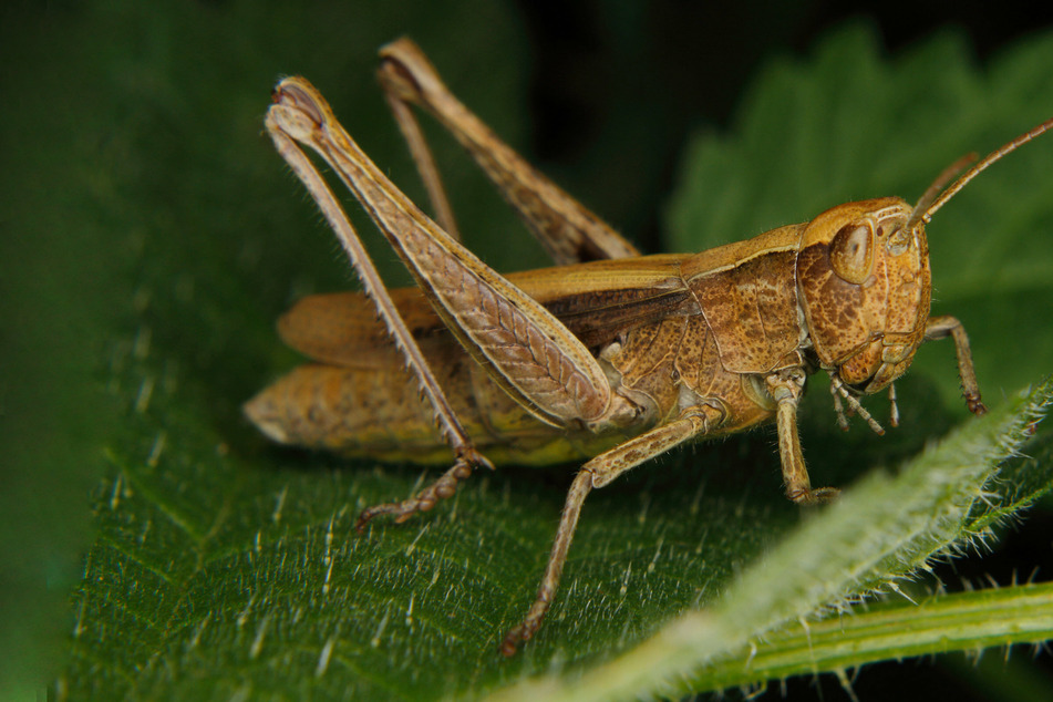 "Scourge of the earth": Grasshopper swarms sweep the Northwest