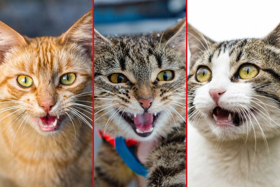 Loud cats can be adorable, but they're not for everybody.