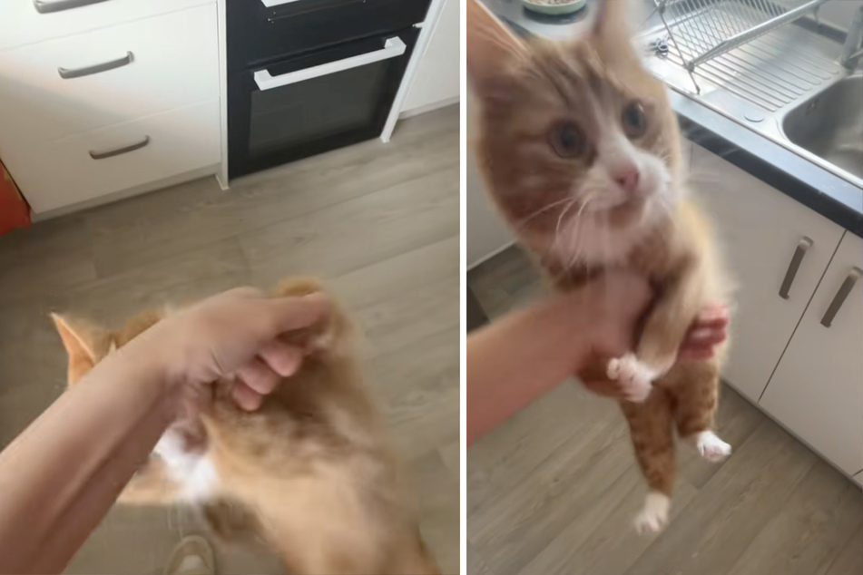 Cat's hilarious "breakfast jumps" are the purrfect way to start any morning!