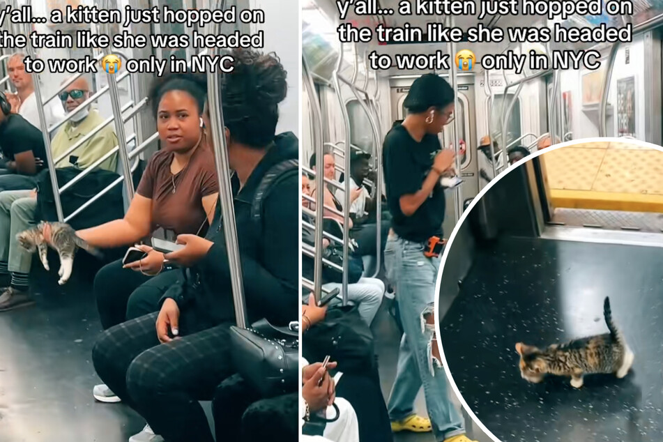 Stray kitten hops onto New York subway – and finds the sweetest happy ending!