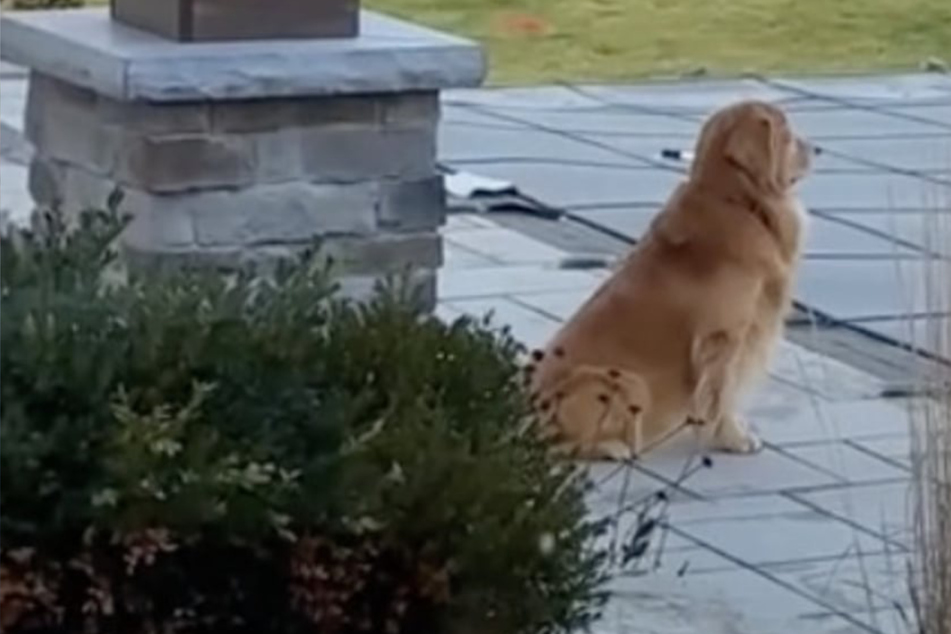 Depressed Golden Retriever just got the sweetest surprise from his owner!