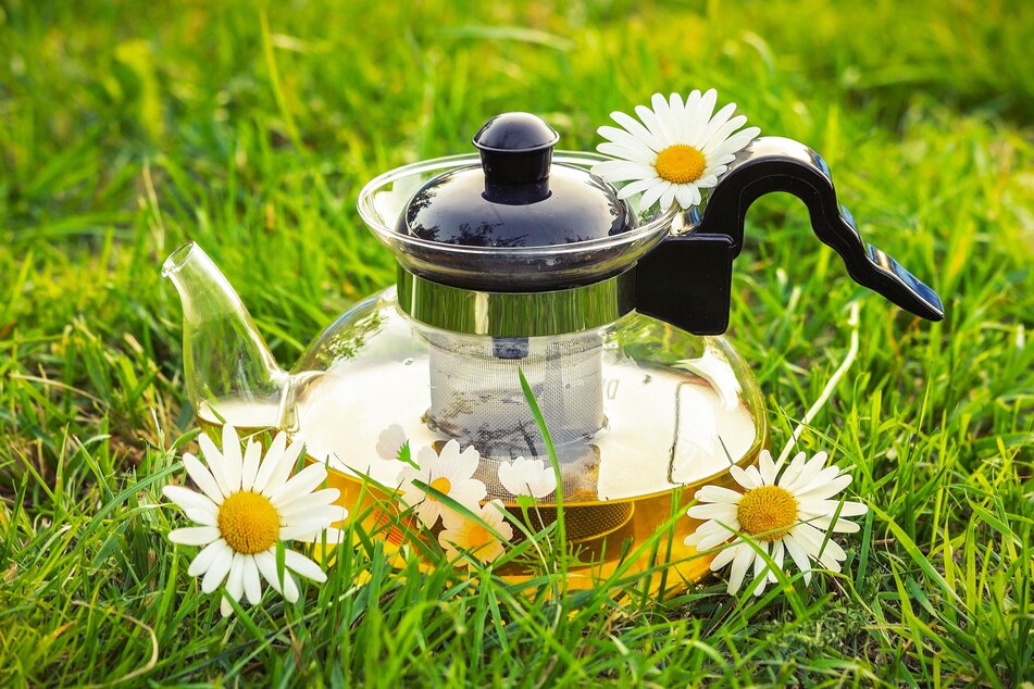 If the dog has licked its paws due to itching, chamomile tea will provide relief.