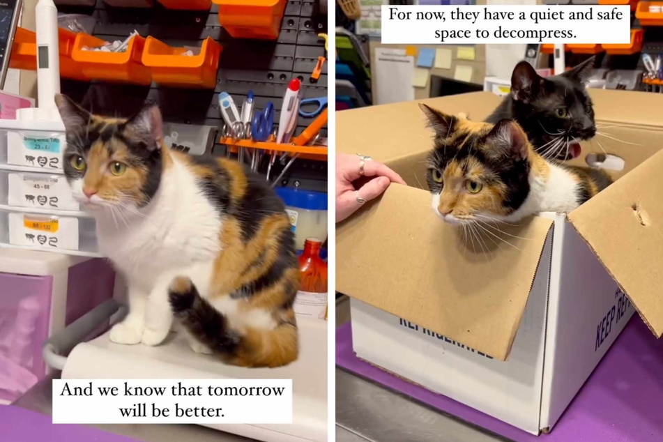 Two cats from North Carolina experienced a heartbreaking abandonment right in front of a team of horrified animal shelter workers.