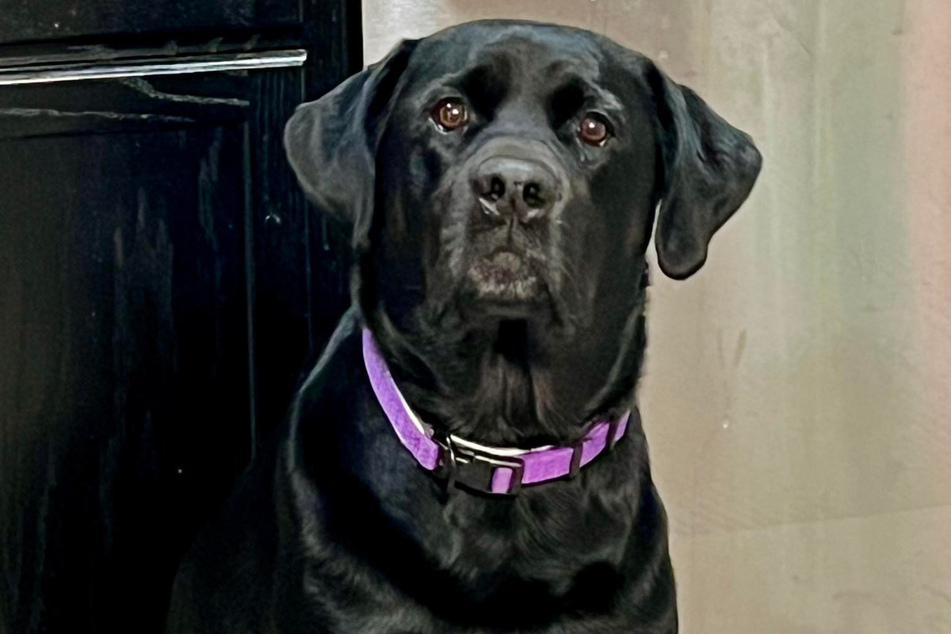 Her new family complained about the barking and hair that the dog left everywhere.