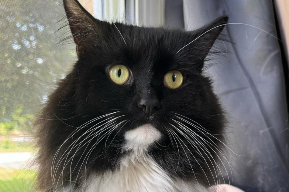 Mittens' rescuer took an unusual approach to helping her feral rescue cat adapt. She got him a kitten to care for!
