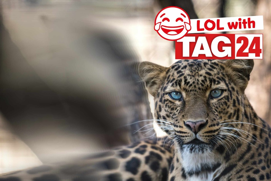 Joke of the Day for October 5, 2025: An animal joke for Sunday Funday