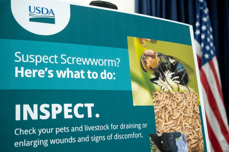 Texas has reported another case of the dangerous livestock pest, the New World screwworm.