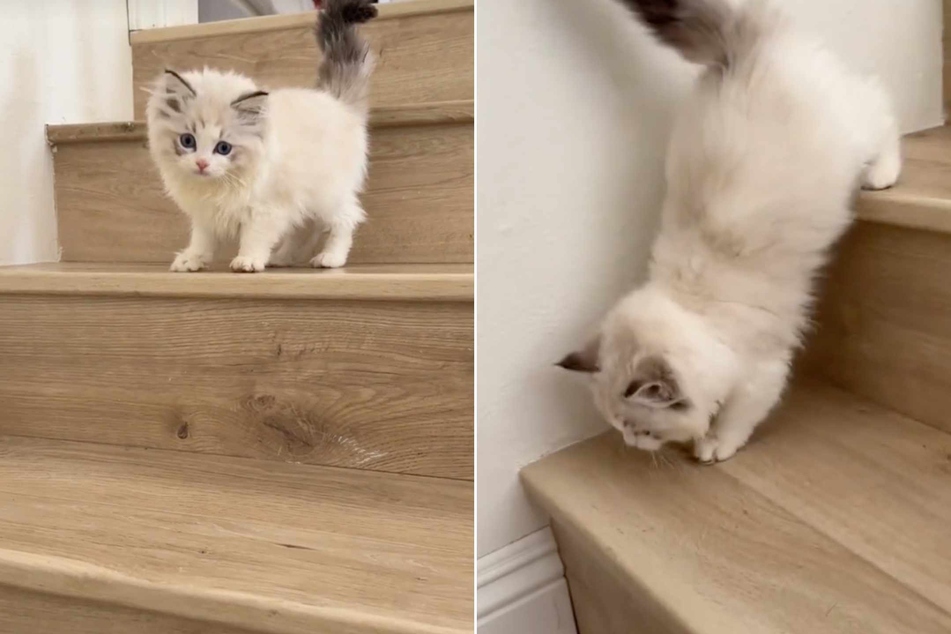 While the cat has gotten used to using the stairs, she's still rolled off the balcony a few times since her viral video.