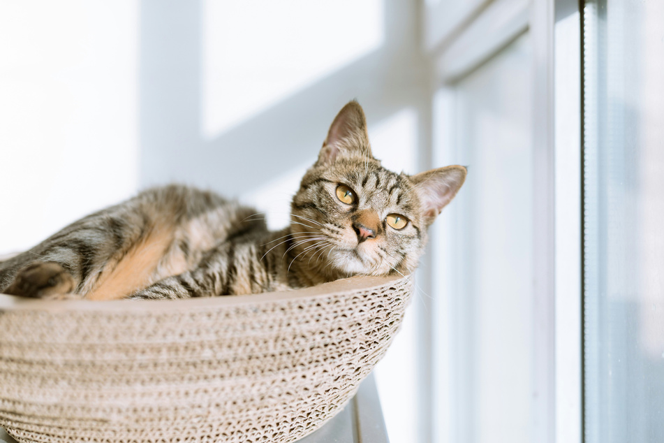 Your cat will feel a need to scratch things no matter what you do, so offer alternatives.