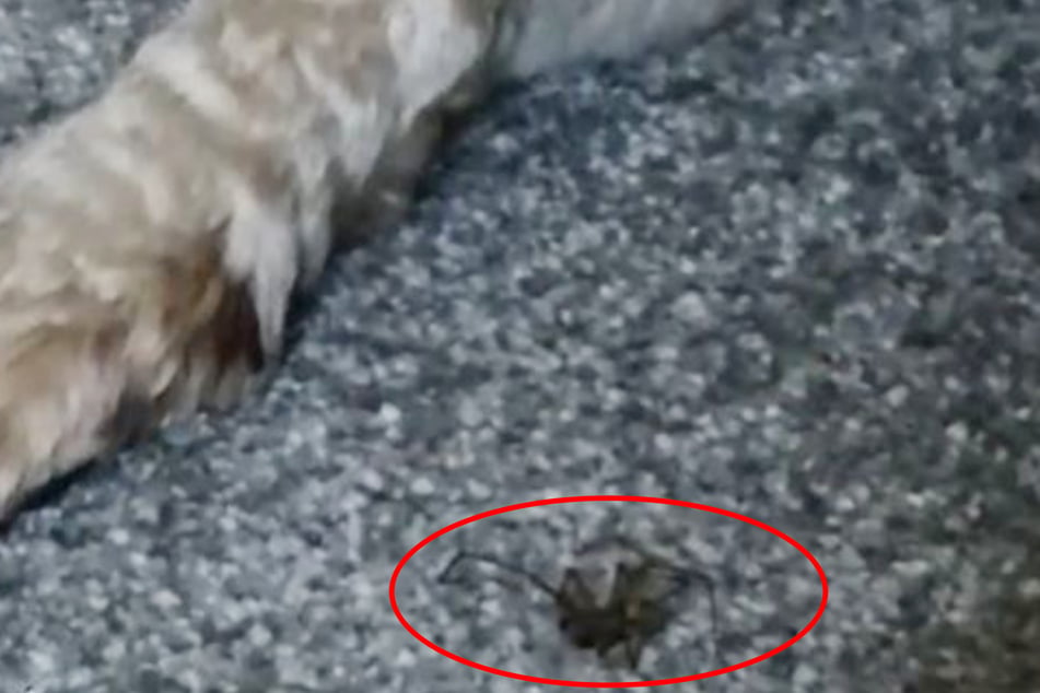 Gus makes a big reveal: under his paw was a dead spider.