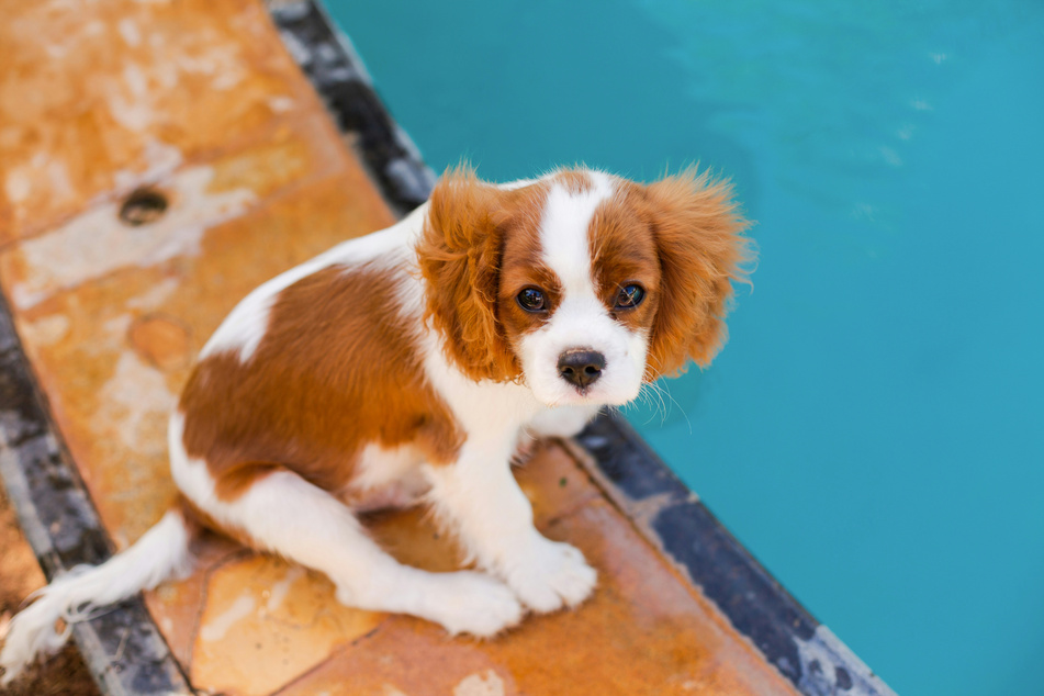 Looking at this doggo, you can tell that it'd far rather be taking a nap.
