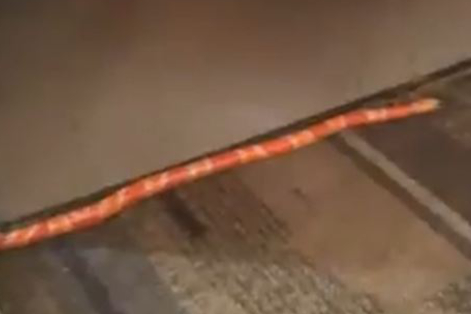 This snake caused some train passengers to panic.