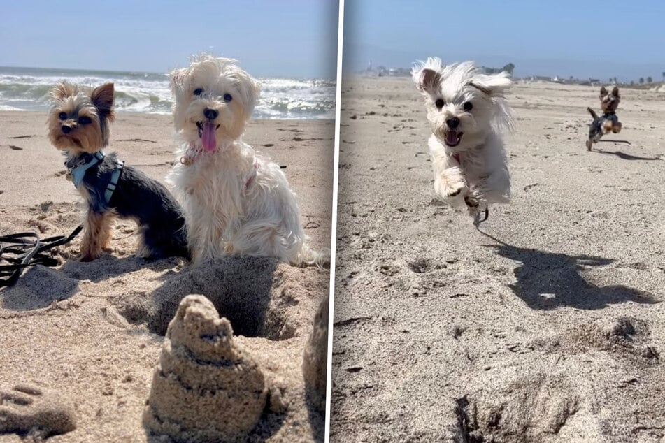 Dog owner tries to get cute video on beach day – but things take a hilarious turn