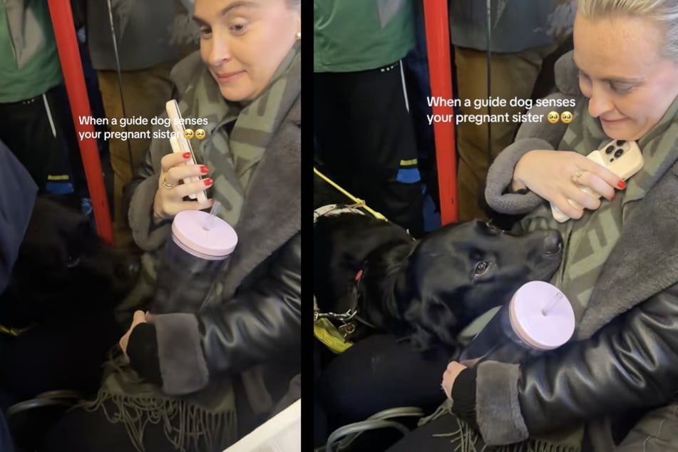 A pregnant woman was loving greeted by a guide dog during a chance encounter on public transportation!