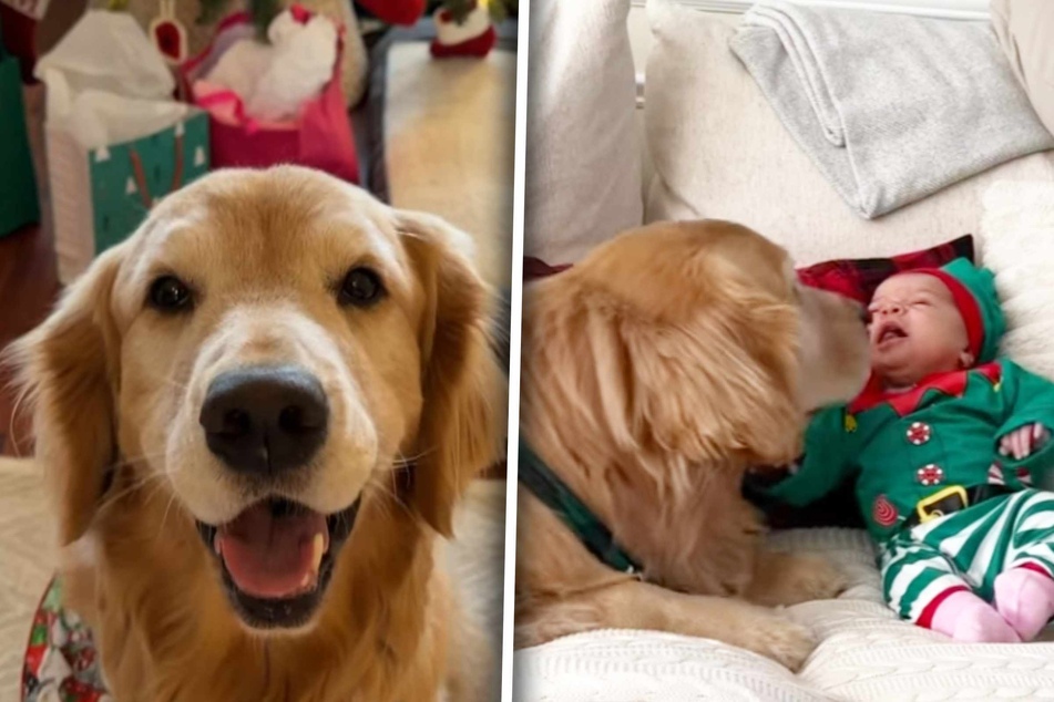 Dog reminds mom who is "firstborn" in hilarious video with baby brother: "Sorry not sorry"