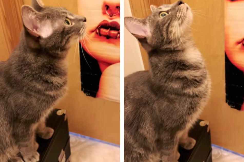 Unlike other cats, Wolfie makes very unusual sounds.