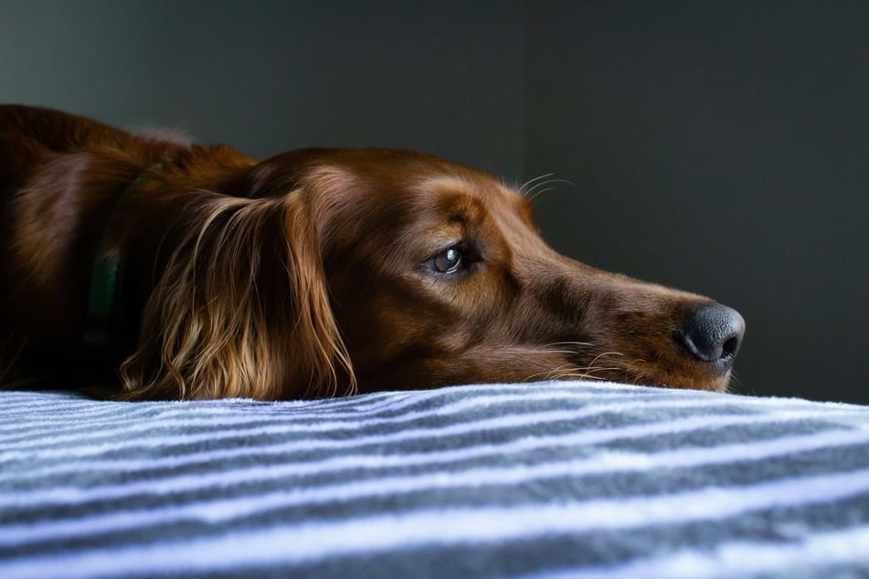 An underlying health condition that may have depression as a symptom can potentially put your dog in danger.