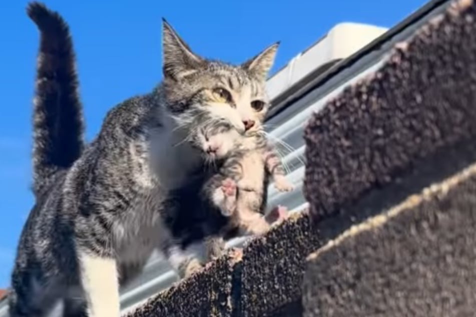"The Mayor" had one of her kittens in her mouth – but that was only the beginning.