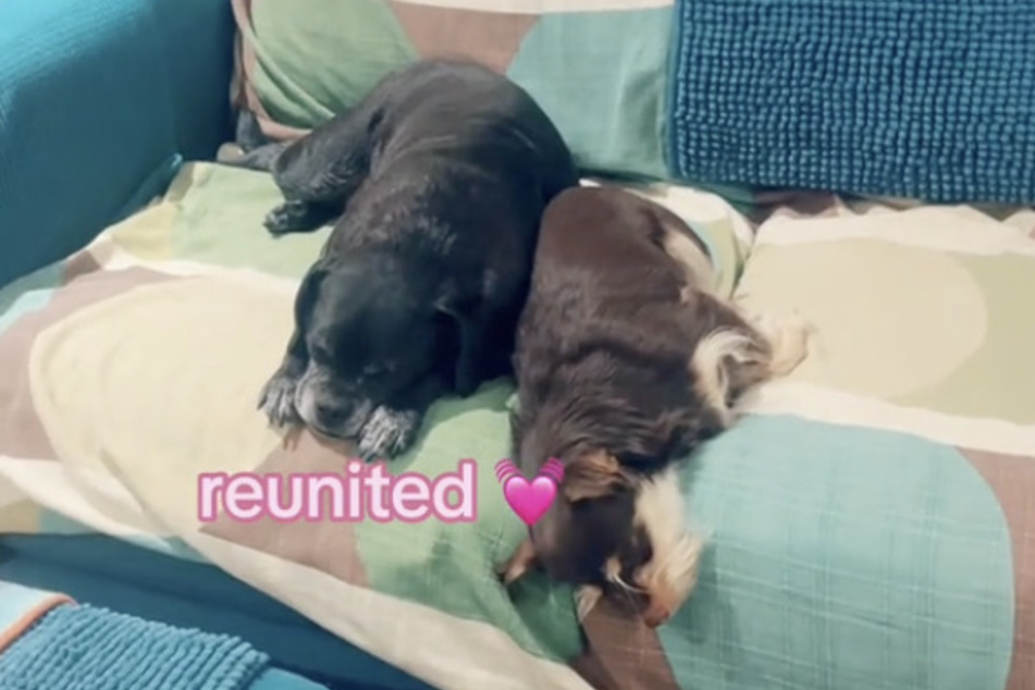 But don't worry, it wasn't long before Langley's roommate and her dog finally came back home, and the reunion was epic.