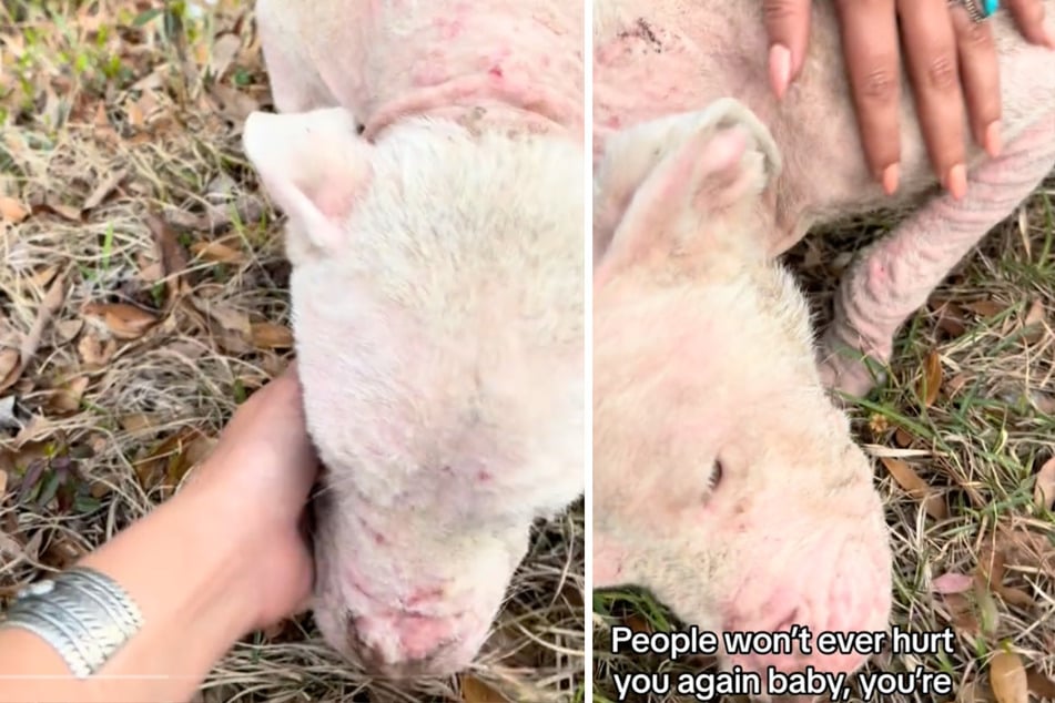 Slurpee crawled right into her rescuer's arms!