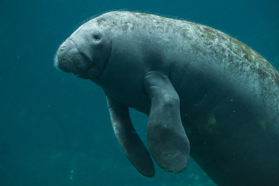 Numerous manatee deaths have already occurred along Florida's coasts in 2021 (stock image).