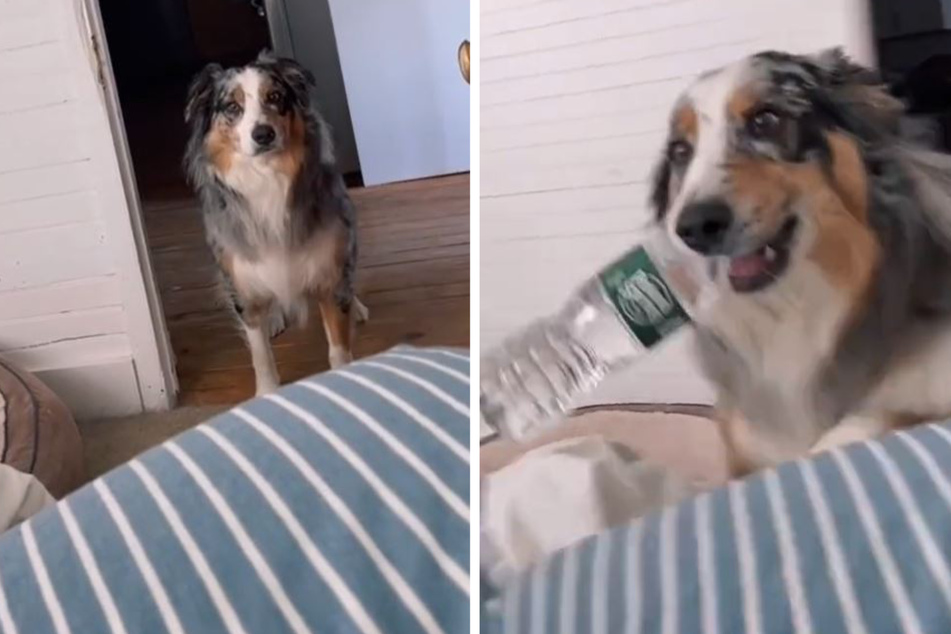 Brody has his water-fetching down pat!