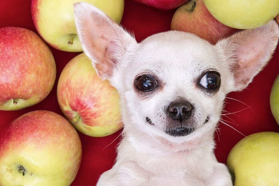 Can dogs eat apples?