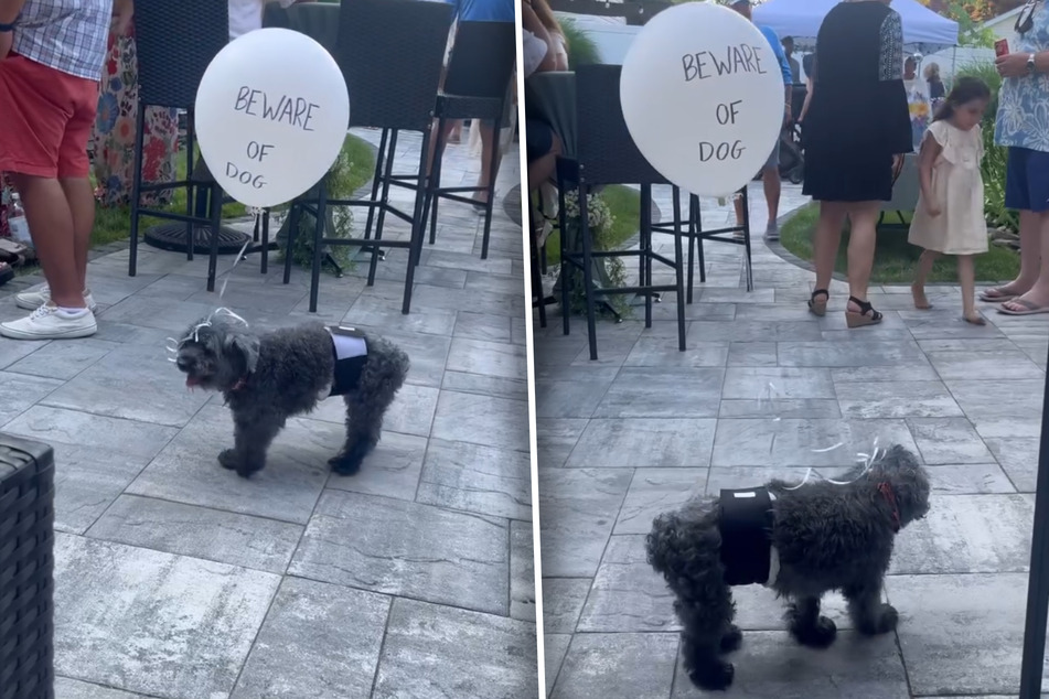 "Beware of dog" was written on the balloon to keep Marley safe at the party.