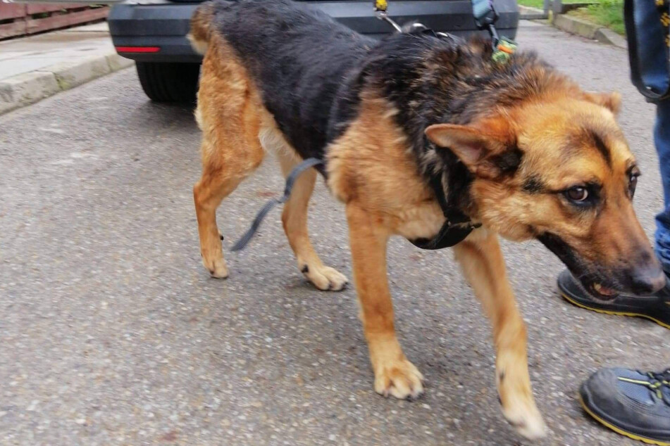 Dog finally finds a new home but gets abandoned again for a ridiculous reason