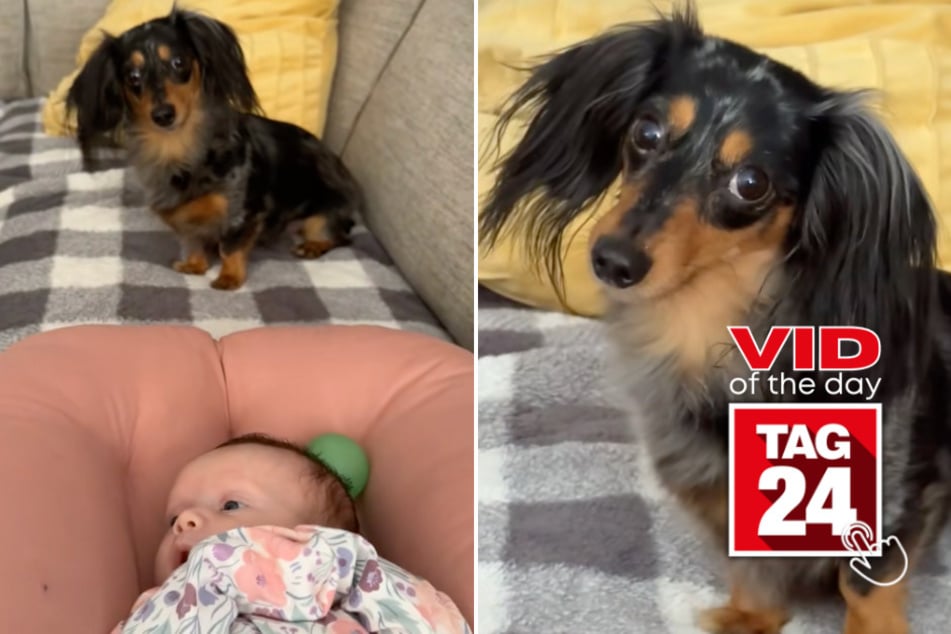 Viral Video of the Day for April 28, 2025: Dachshund desperately wants playtime with infant