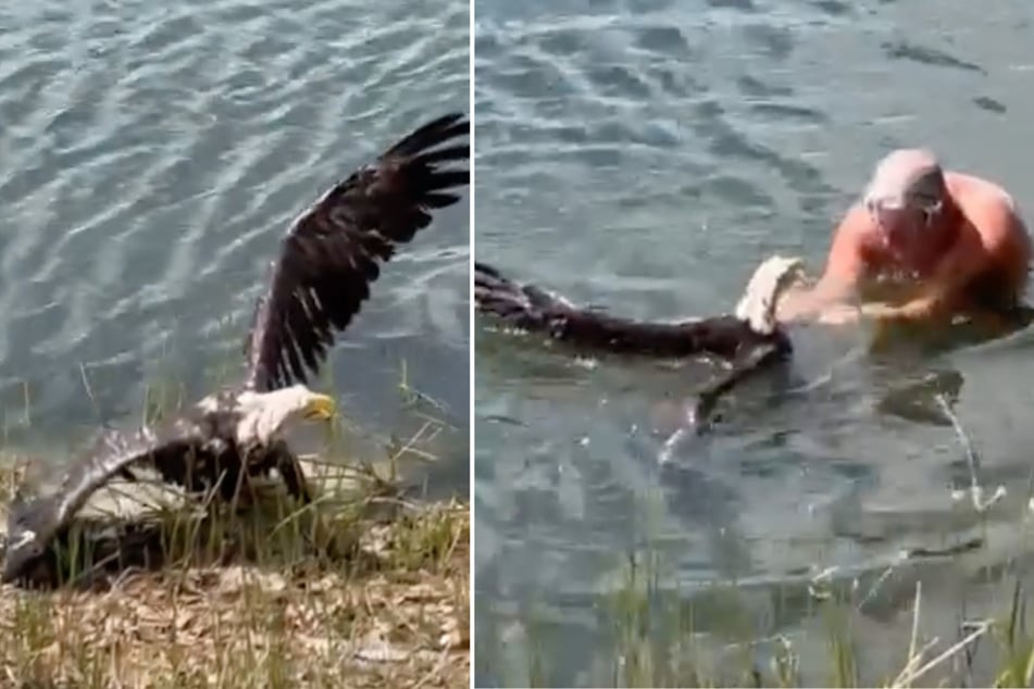Man risks life to save bald eagle from alligator: "This is the symbol of America, man"