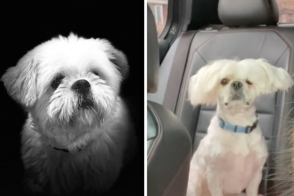What Natty wanted (l.) vs. what Natty got (r.).