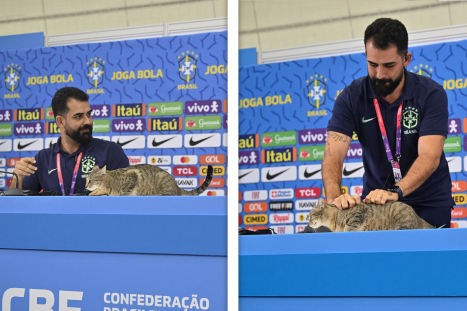 Cat crashes a World Cup quarterfinals press conference and takes flight!