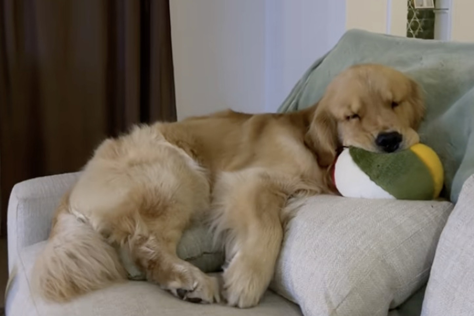 The Golden Retriever is doing sooooooooo badly!