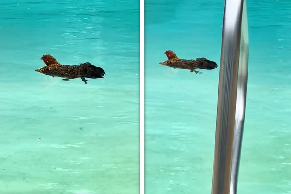 This chicken broke into a TikToker's pool and decided to take a refreshing dip.