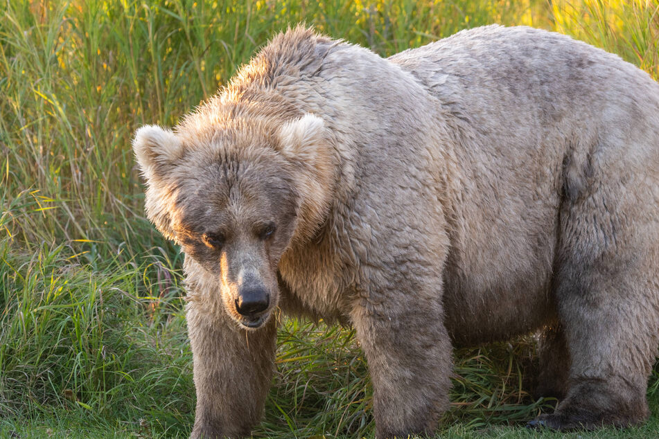Fat Bear Week 2025: Voting opens as eating contest roars to life!
